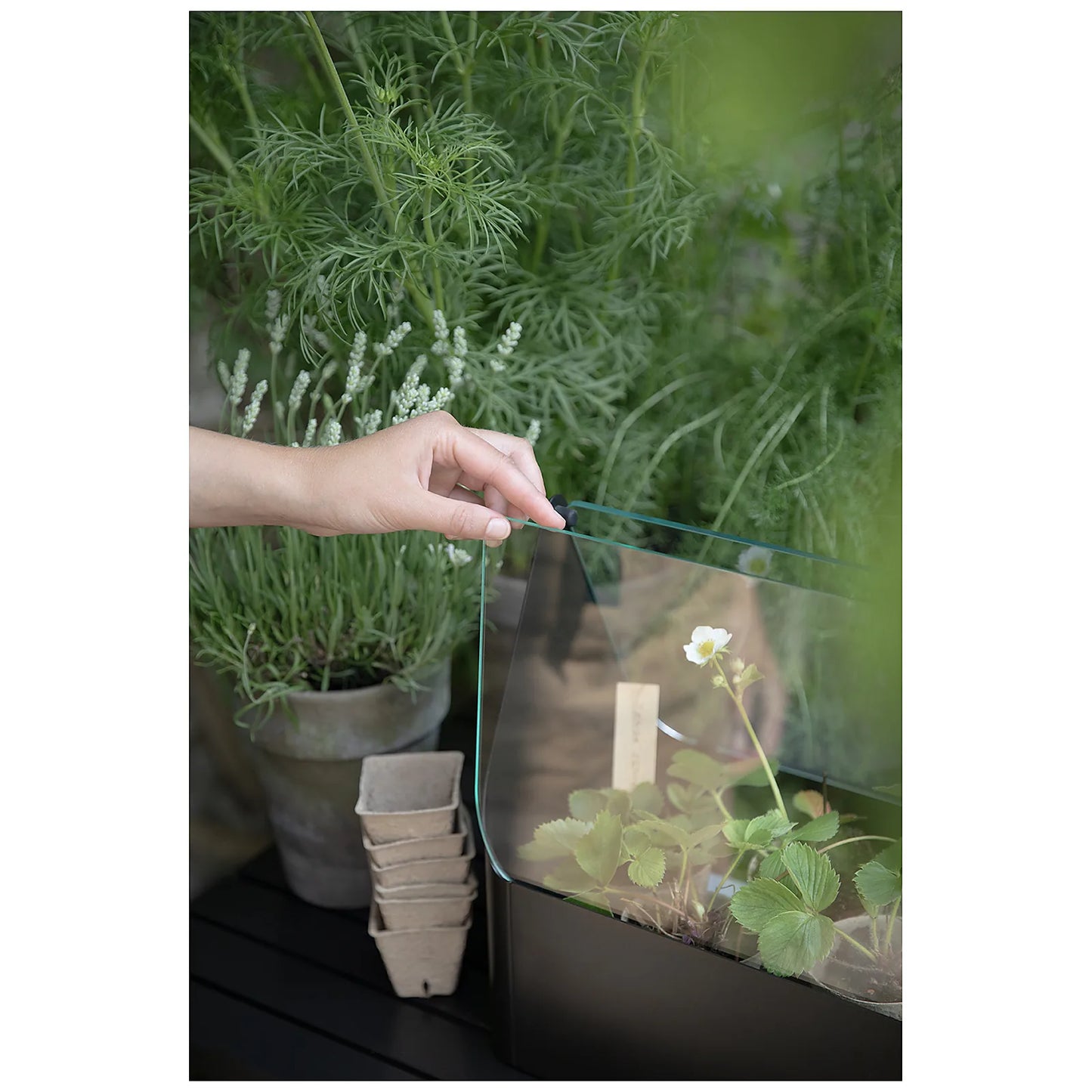 Eva Solo Mini szklarnia balkonowa Simply Grow - zdjęcie 9